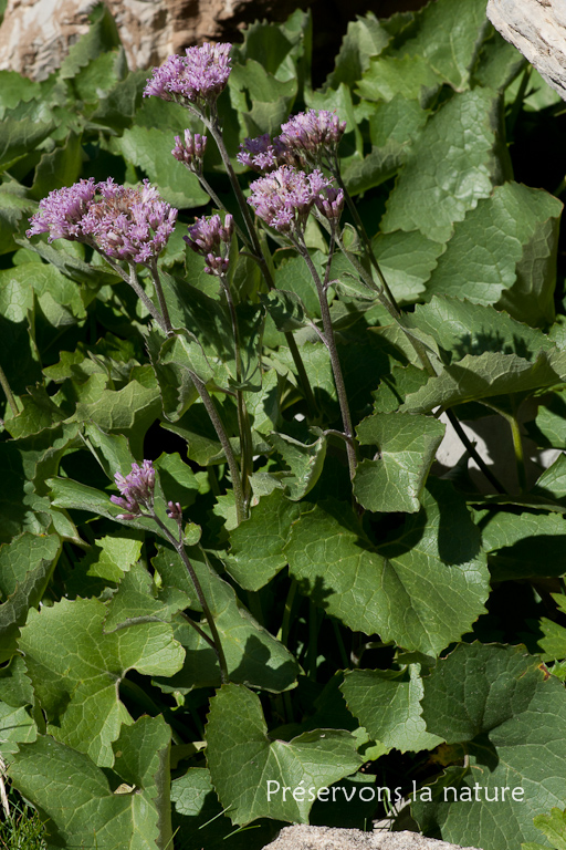 Adenostyles alpina (L.) Bluff & Fingerh., Asteraceae 