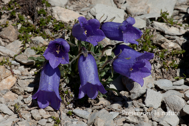 Campanula alpestris All., Campanulaceae 