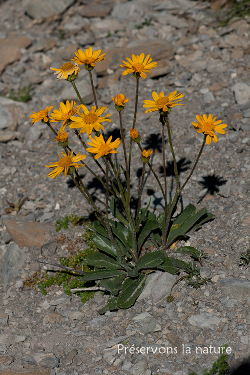 Asteraceae, Senecio doronicum (L.) L. 