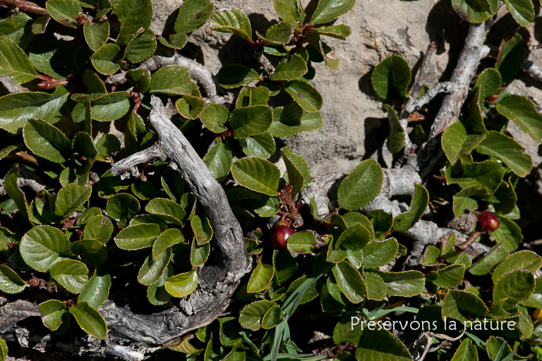 Rhamnaceae, Rhamnus pumila Turra 