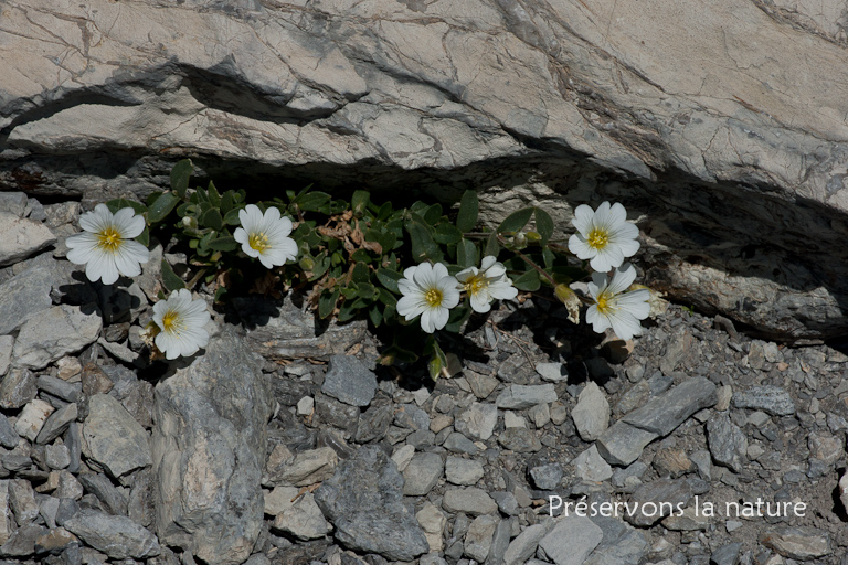 Caryophyllaceae, Cerastium latifolium L. 