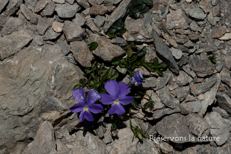 Viola cenisia L., Violaceae 
