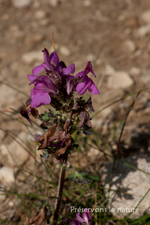 Orobanchaceae, Pedicularis kerneri Dalla Torre 