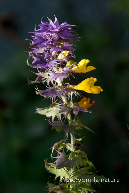 Melampyrum vaudense (Ronniger) Soó, Orobanchaceae 