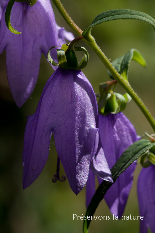 Campanula rapunculoides L., Campanulaceae 