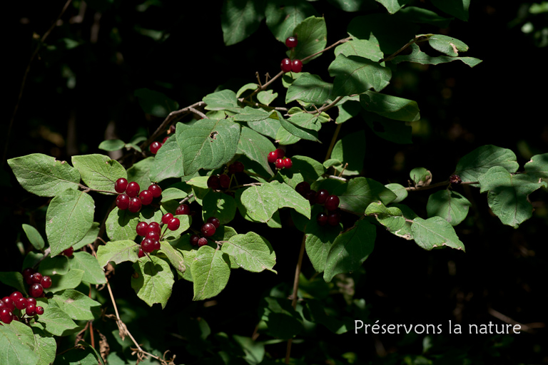 Caprifoliaceae, Lonicera xylosteum L. 