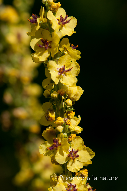 Scrophulariaceae, Verbascum nigrum L. 