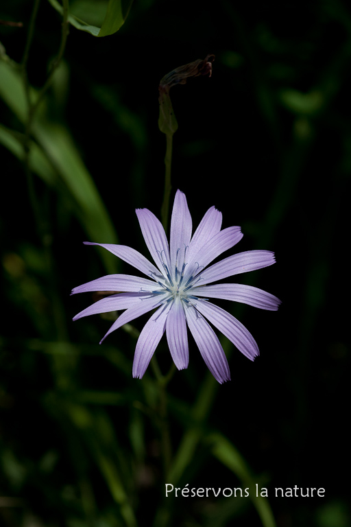 Asteraceae, Lactuca perennis L. 