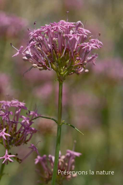 Caprifoliaceae, Centranthus angustifolius (Mill.) DC. 