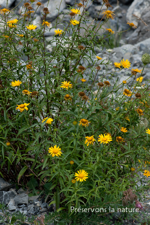 Asteraceae, Buphthalmum salicifolium L. 