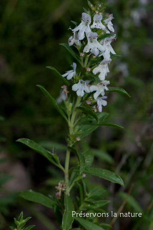 Lamiaceae, Satureja montana L. 