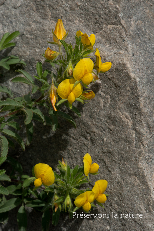 Fabaceae, Ononis natrix L. 