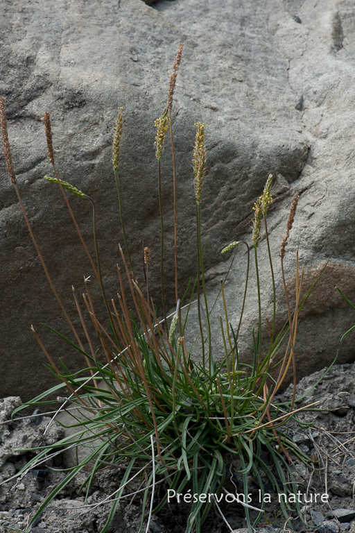 Plantaginaceae, Plantago maritima subsp. serpentina (All.) Arcang. 