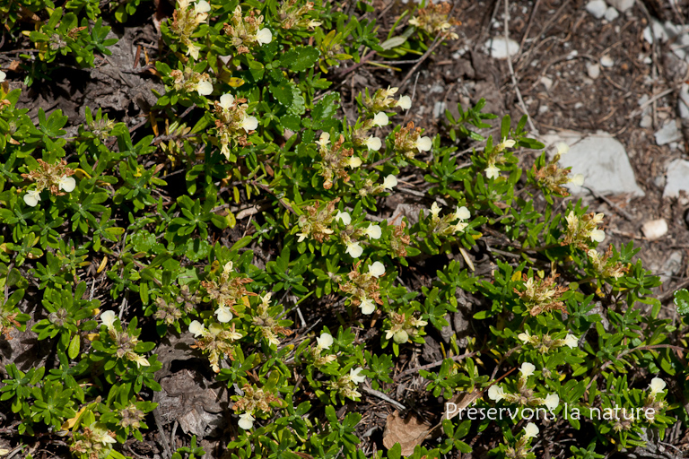 Lamiaceae, Teucrium montanum L. 