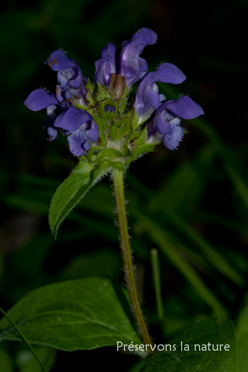 Lamiaceae, Prunella grandiflora (L.) Schöller 