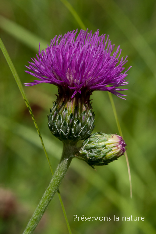 Asteraceae, Cirsium tuberosum (L.) All. 