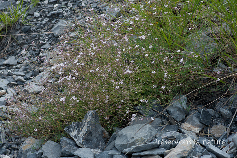 Caryophyllaceae, Gypsophila repens L. 