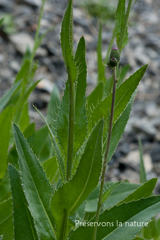 Asteraceae, Cirsium monspessulanum (L.) Hill 