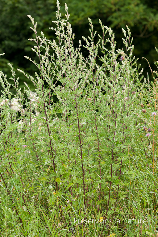 Artemisia vulgaris, Asteraceae 