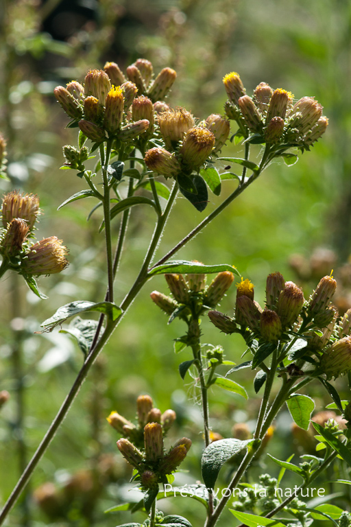 Asteraceae, Inula conyza 