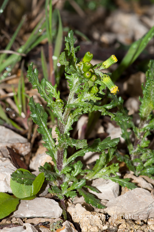 Asteraceae, Senecio vulgaris 