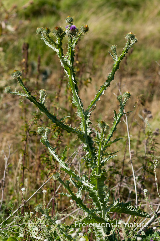 Asteraceae, Onopordum acanthium 