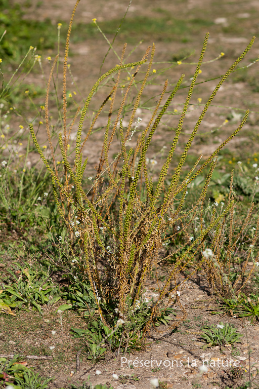 Ambrosia artemissifolia, Asteraceae 
