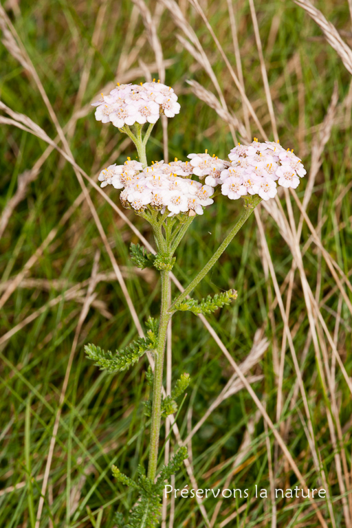 Achillea millefolium, Asteraceae 