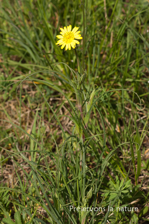 Asteraceae, Tragopogon pratensis 