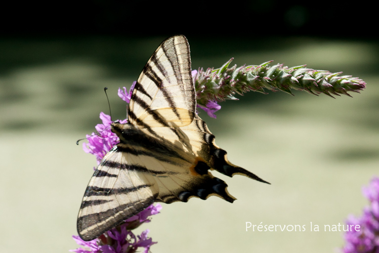Iphiclides podalirius, Papilionidae 