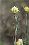 Helichrysum stoechas (L.) Moench