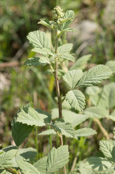 Rubus canescens DC.