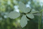 Rubus canescens DC.