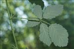 Rubus canescens DC.