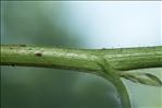 Rubus canescens DC.