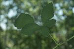 Rubus canescens DC.