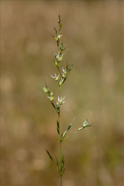 Arrhenatherum elatius subsp. bulbosum (Willd.) Schübler & G.Martens