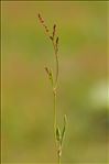 Rumex acetosella subsp. pyrenaicus (Pourr. ex Lapeyr.) Akeroyd