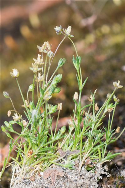 Sagina apetala subsp. erecta F.Herm.