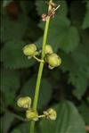 Sagittaria latifolia Willd.