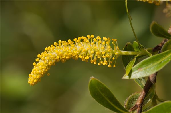 Salix alba L. var. alba