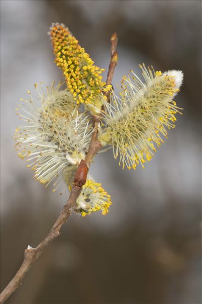 Salix caprea L.