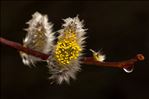 Salix caprea L.