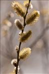 Salix caprea L.