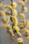 Salix caprea L.