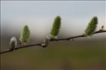 Salix caprea L.