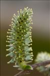 Salix caprea L.