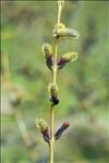 Salix purpurea subsp. lambertiana (Sm.) Macreight
