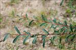 Salix purpurea L. subsp. purpurea