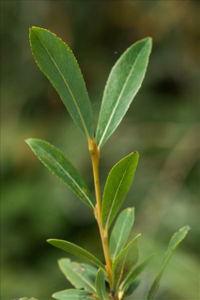 Salix triandra subsp. discolor (W.D.J.Koch) Arcang.